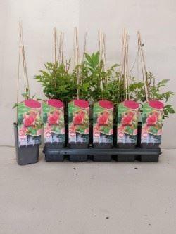 <h4>Campsis radicans</h4>