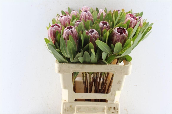 <h4>PROTEA PINK ICE</h4>