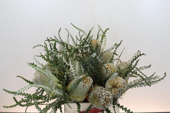 <h4>Banksia Speciosa</h4>