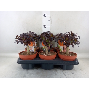 Aeonium arboreum 'Atropurpureum'