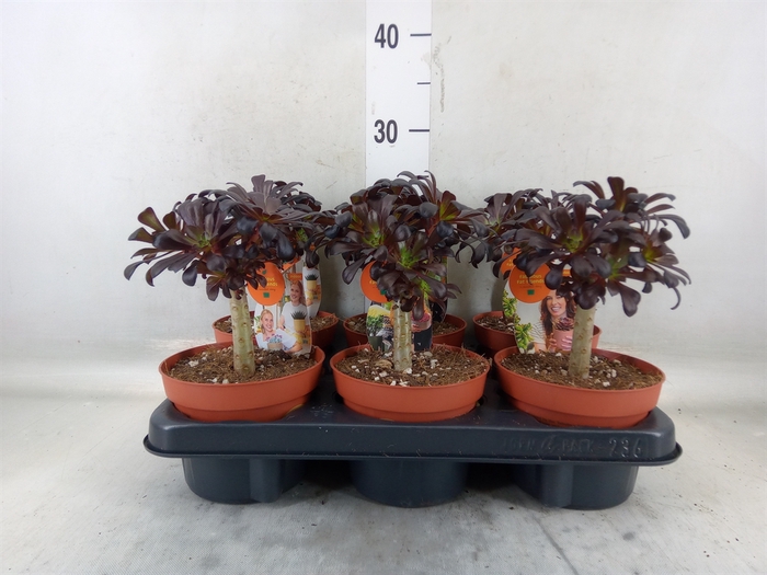 <h4>Aeonium arboreum 'Atropurpureum'</h4>