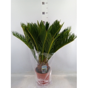 Cycas revoluta