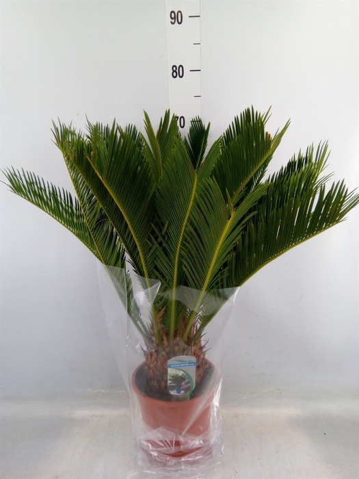 <h4>Cycas revoluta</h4>