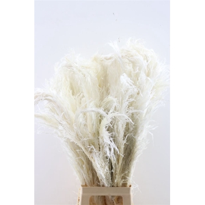 Dried Cortaderia Bleached P Stem