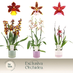 Cambria, Mix 3-spike in Horizon Love 'Exclusiva Orchidea'