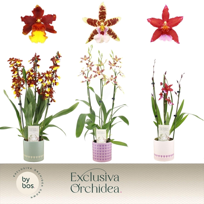 <h4>Cambria, Mix 3-spike in Horizon Love 'Exclusiva Orchidea'</h4>