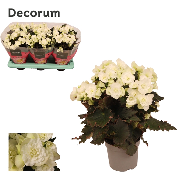 <h4>Begonia Joy White 13 cm</h4>