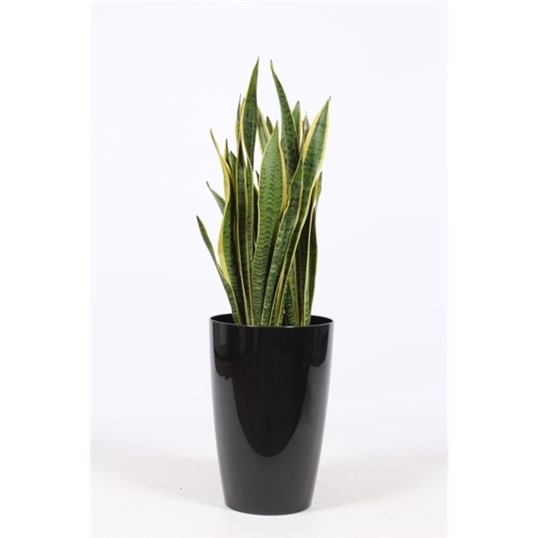 <h4>Sansevieria laurentii in Santorini "antraciet"</h4>