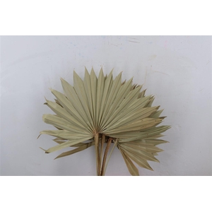 Dried Palm Sun 6pc Naturel Bunch