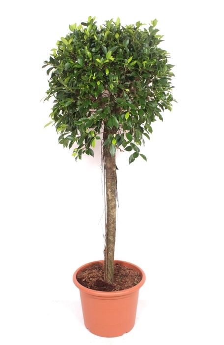 <h4>Ficus Nitida</h4>