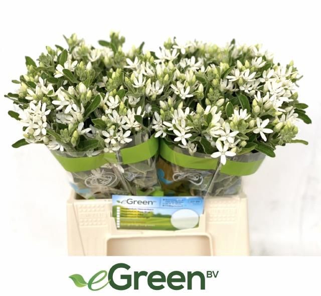 <h4>Oxypetalum Alba eGreen</h4>
