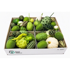 Sier Cucumis Mix Spec White X4 Holl