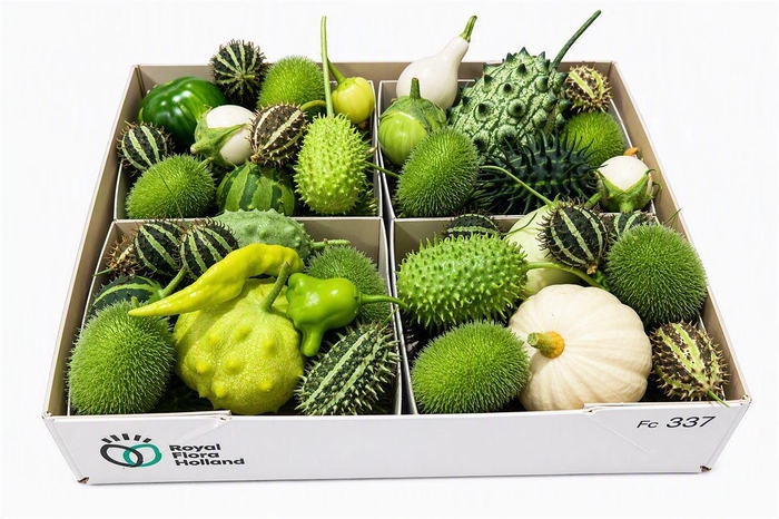 <h4>Sier Cucumis Mix Spec White X4 Holl</h4>