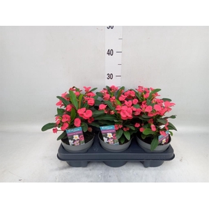 Euphorbia milii 'Maxi Olympia'