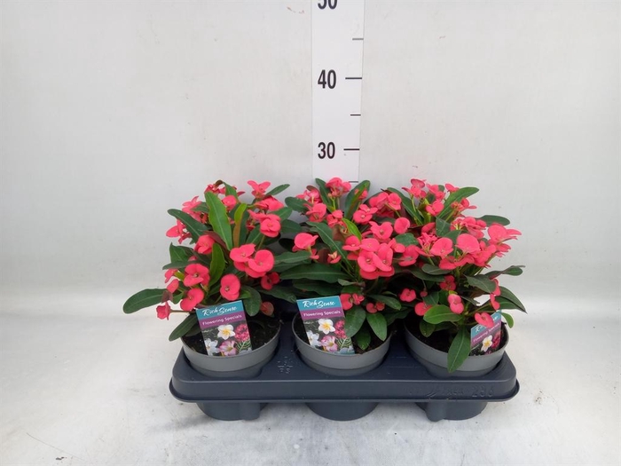<h4>Euphorbia milii 'Maxi Olympia'</h4>