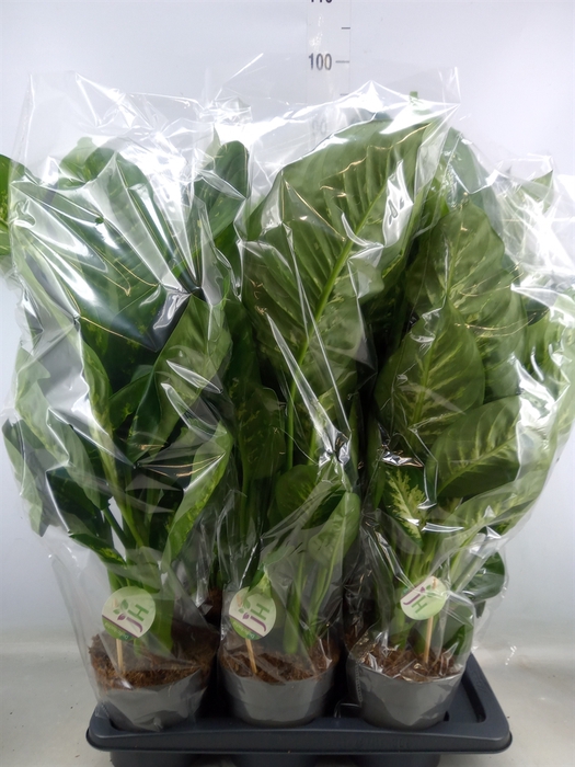 <h4>Dieffenbachia seg. 'Reeva'</h4>