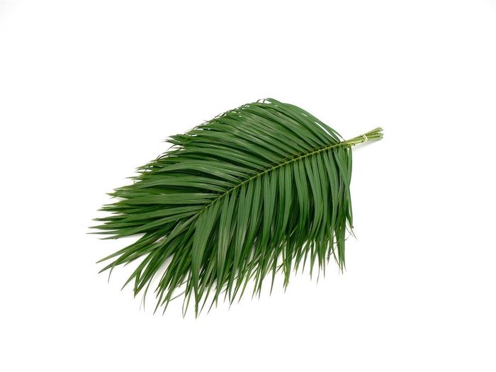 <h4>Phoenix 60cm</h4>