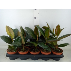 Ficus elastica 'Abidjan'