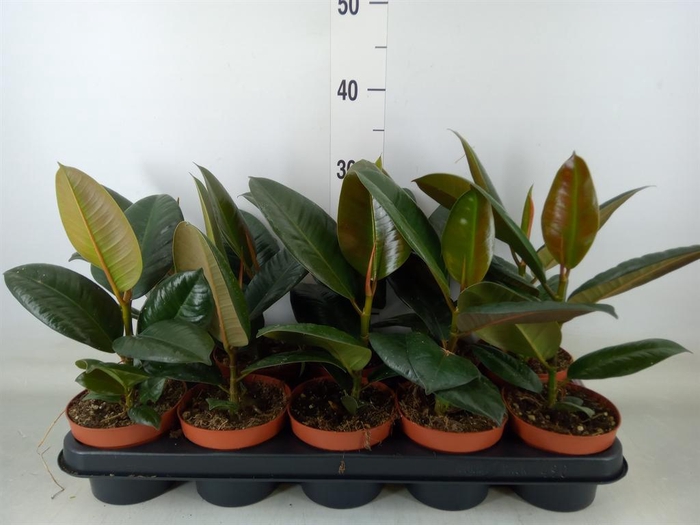 <h4>Ficus elastica 'Abidjan'</h4>