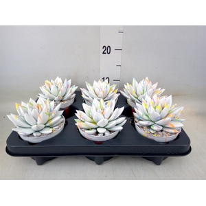 Echeveria  'Miranda'