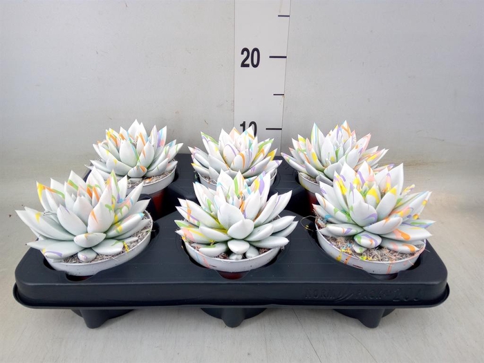 <h4>Echeveria  'Miranda'</h4>