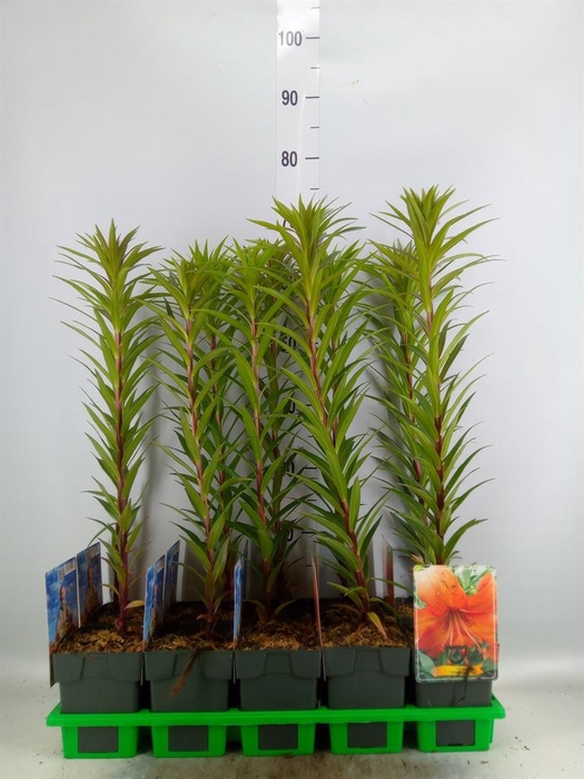 <h4>Lilium   ...</h4>
