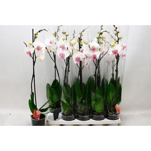 PHAL RED LIPS