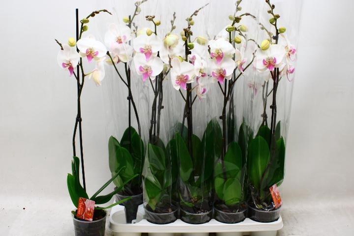 <h4>PHAL RED LIPS</h4>