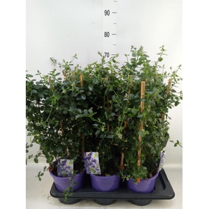 Ceanothus thyrsiflorus var. repens