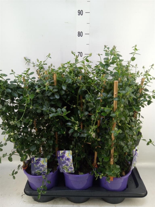 <h4>Ceanothus thyrsiflorus var. repens</h4>