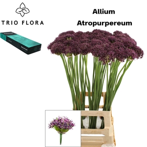 ALLIUM ATROPURPUREUM Small box 60