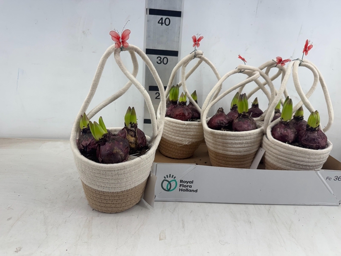 <h4>ARR PL IN SCHAAL</h4>