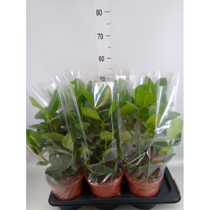<h4>Clusia rosea 'Princess'</h4>