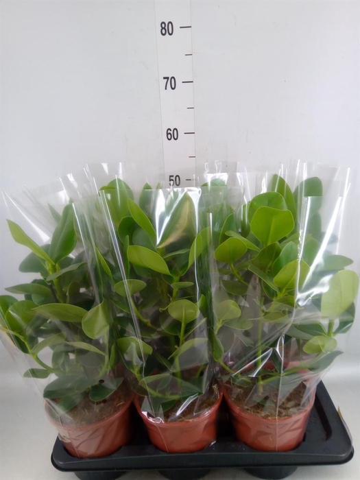 <h4>Clusia rosea 'Princess'</h4>