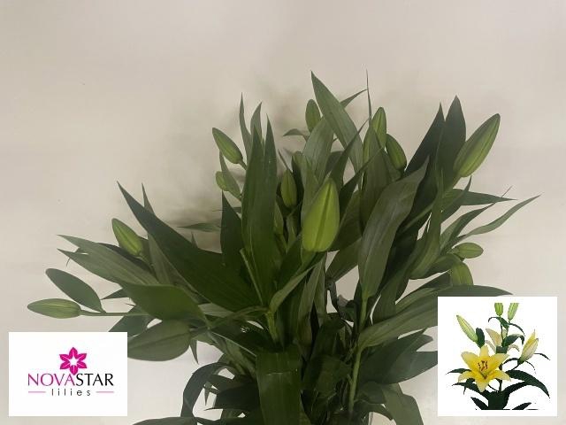 <h4>LI OT ALTARUS</h4>