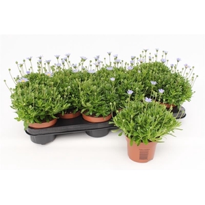 Felicia Amelloides Felicitara Blue blauw