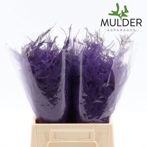 Asp Klb H% 1e Veren Purple