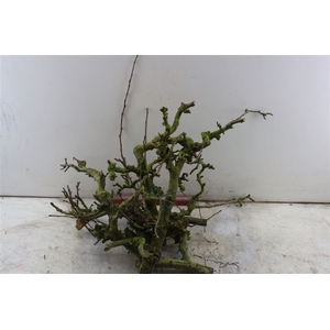 Perenhout Bundle 5pcs