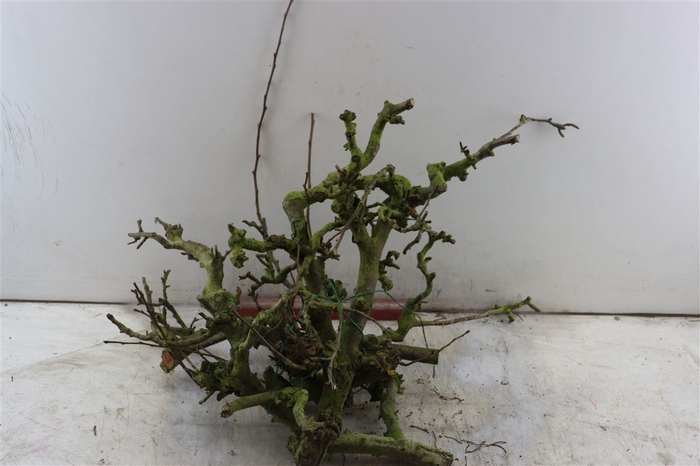 <h4>Perenhout Bundle 5pcs</h4>
