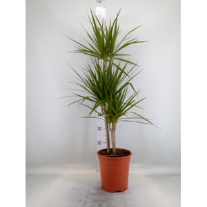 Dracaena marg.