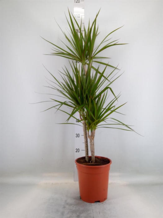 <h4>Dracaena marg.</h4>