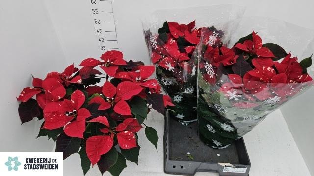 <h4>EUPHOR P FANTAS STAR</h4>