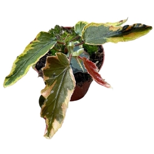 Begonia Dainty Spray Sport variegated