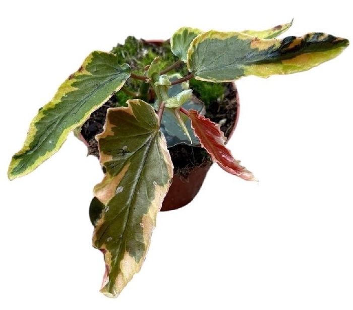 <h4>Begonia Dainty Spray Sport variegated</h4>