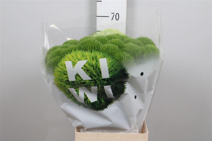 <h4>Di Barb Kiwi Mellow</h4>