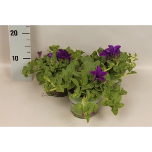 Petunia surfinia Giant Blue