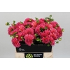 Dahlia Doris Duke