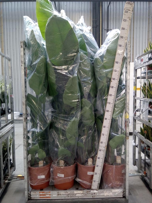 <h4>Strelitzia nicolai</h4>