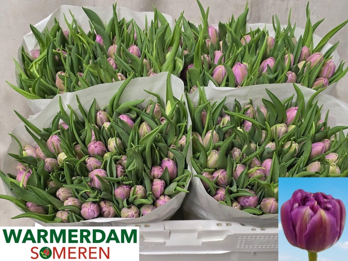 <h4>TU DU DOUBLE PRICE</h4>