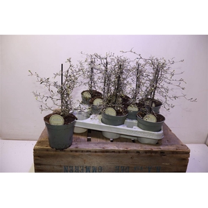 arr8 Corokia Cotoneaster